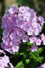 Image result for Phlox (großblumig)