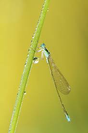 Attēlu rezultāti vaicājumam “Nehalennia speciosa”