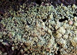 Attēlu rezultāti vaicājumam “Trapeliopsis granulosa”