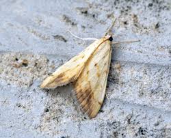 Attēlu rezultāti vaicājumam “Evergestis extimalis”