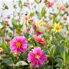 Image result for Dahlia x pinnata `Redskin`