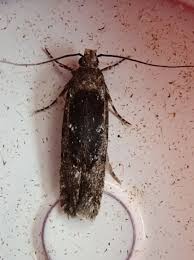 Attēlu rezultāti vaicājumam “Semioscopis avellanella imago”