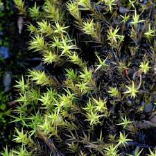 Attēlu rezultāti vaicājumam “Polytrichales”