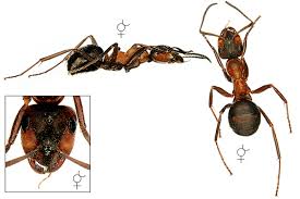 Attēlu rezultāti vaicājumam “Formica rufa imago”