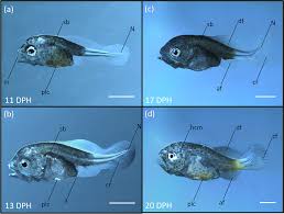 Image result for Sciaena umbra