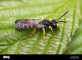 Attēlu rezultāti vaicājumam “Cerceris arenaria”