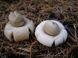 Attēlu rezultāti vaicājumam “Geastrum”
