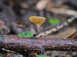 Attēlu rezultāti vaicājumam “Rutstroemia firma”