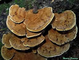 Attēlu rezultāti vaicājumam “Inonotus leporinus”