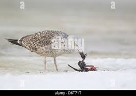 Attēlu rezultāti vaicājumam “Scolopax rusticola juvenile”
