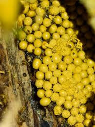 Attēlu rezultāti vaicājumam “Leocarpus sp.”