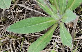 Image result for Hieracium aurantiacum