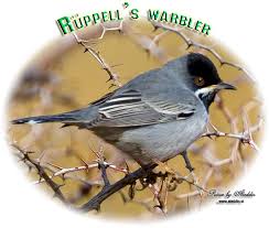 Image result for Sylvia rueppelli