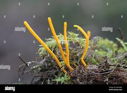 Attēlu rezultāti vaicājumam “Clavulinopsis helvola”