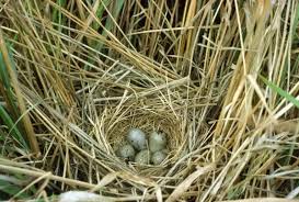 Attēlu rezultāti vaicājumam “Emberiza schoeniclus eggs”
