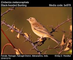 Image result for Emberiza melanocephala