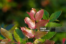 Attēlu rezultāti vaicājumam “Mahonia aquifolium leaf”