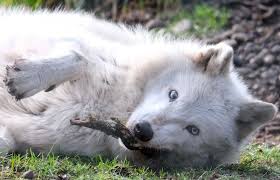 Image result for Westgate Wolves A.R.L.F.C.