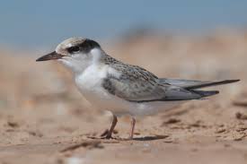 Attēlu rezultāti vaicājumam “Sternula albifrons”