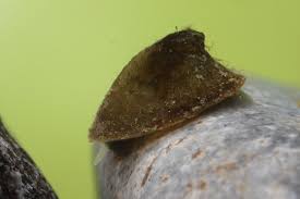 Attēlu rezultāti vaicājumam “Ancylus fluviatilis”