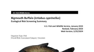 Image result for Ictiobus cyprinellus