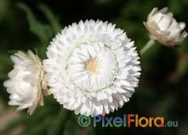 Image result for Helichrysum subulifolium