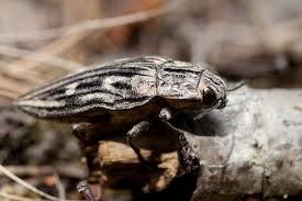 Attēlu rezultāti vaicājumam “Chalcophora mariana”