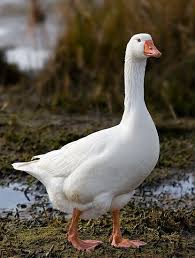 http://t0.gstatic.com/images?q=tbn:ANd9GcRUEBGc9sHnuJYr_1hW6GcsqNLCt3EwOr6RI9kLpX9NMfIxRQWwJg