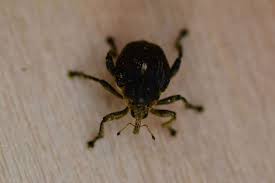 Attēlu rezultāti vaicājumam “Mononychus punctumalbum”