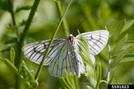 Attēlu rezultāti vaicājumam “Siona lineata”