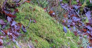 Attēlu rezultāti vaicājumam “Sphagnum quinquefarium”