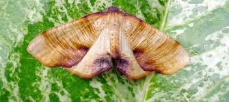 Attēlu rezultāti vaicājumam “Plagodis dolabraria”