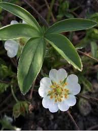 Attēlu rezultāti vaicājumam “Potentilla alba”
