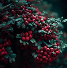 Attēlu rezultāti vaicājumam “Crataegus macracantha fruit”