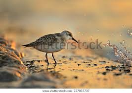 Attēlu rezultāti vaicājumam “Calidris alba”
