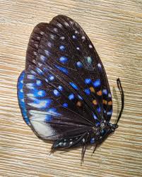 Attēlu rezultāti vaicājumam “Zygaenidae”