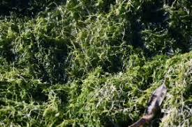 Attēlu rezultāti vaicājumam “Chara globularis”