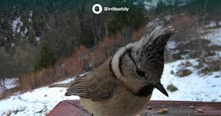 Attēlu rezultāti vaicājumam “Lophophanes cristatus adult”