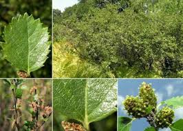 Attēlu rezultāti vaicājumam “Betula humilis”