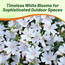 Attēlu rezultāti vaicājumam “Malva moschata alba flower”