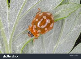 Attēlu rezultāti vaicājumam “Calvia quatuordecimguttata”