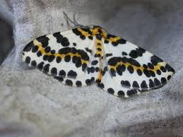 Attēlu rezultāti vaicājumam “Abraxas grossulariata pupa”