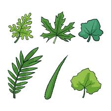 Attēlu rezultāti vaicājumam “Hydrocotyle vulgaris fruit”