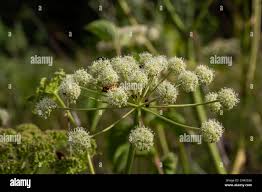 Attēlu rezultāti vaicājumam “Heracleum sosnowskyi leaf”