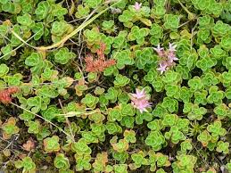 Attēlu rezultāti vaicājumam “Phedimus spurius”