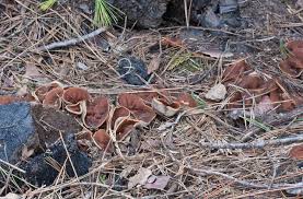 Attēlu rezultāti vaicājumam “Discina perlata”