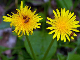 Attēlu rezultāti vaicājumam “Crepis paludosa leaf”