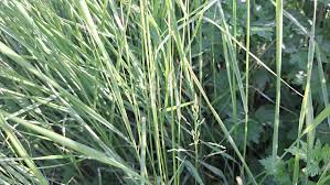 Attēlu rezultāti vaicājumam “Poa humilis”