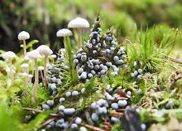 Attēlu rezultāti vaicājumam “Lycogala cf. oleocrystalliferum”