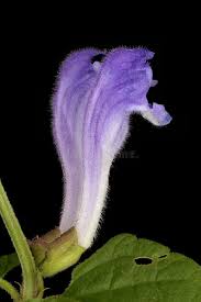 Attēlu rezultāti vaicājumam “Scutellaria galericulata leaf”